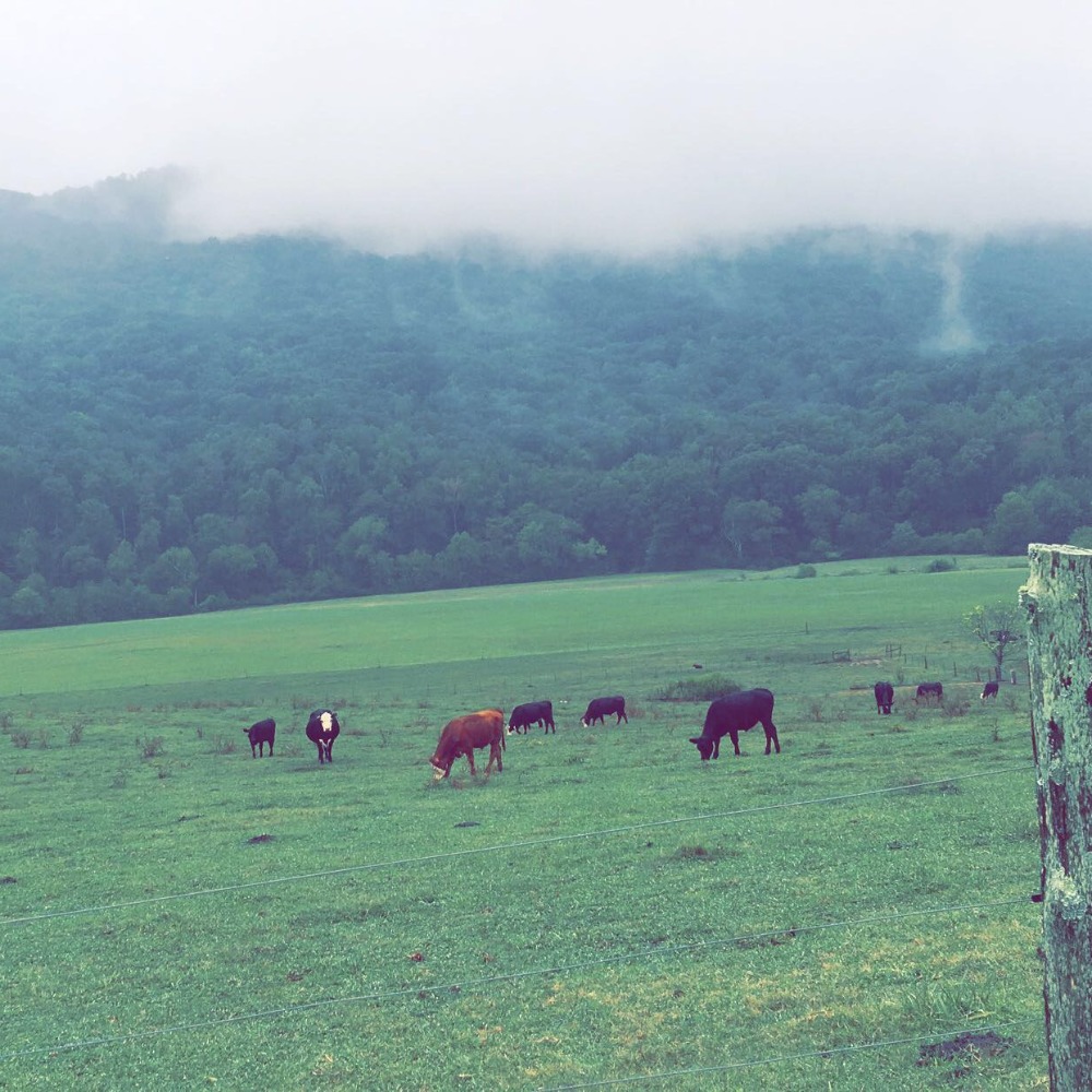 Meet your Posher, Ana